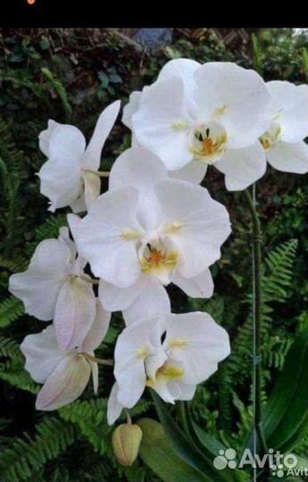 Орхидея Фаленопсис бабочка Сого Юкидан es