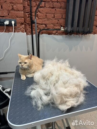 Груминг стрижка собак / кошек