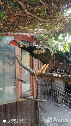 Бойцовая курица