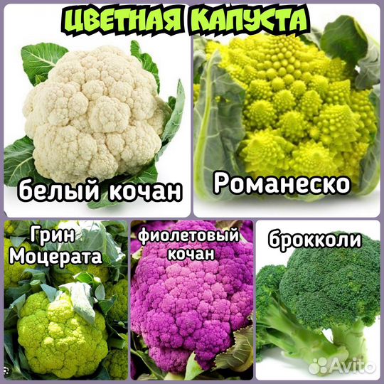 Капуста рассада