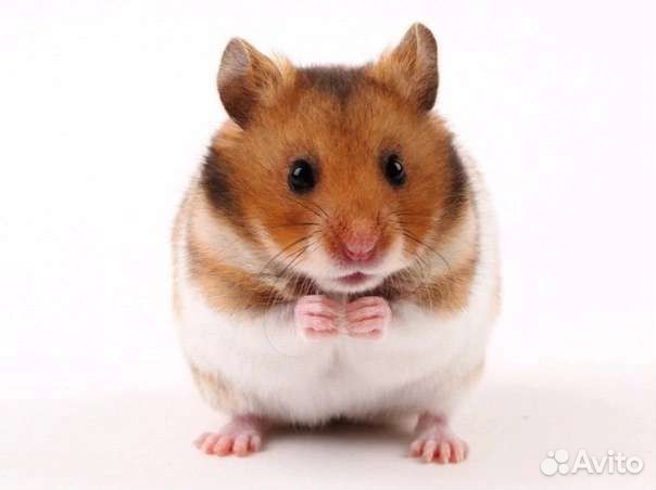 Сирийский хомяк