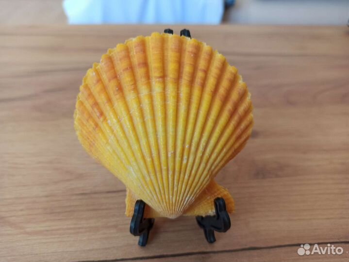 Морская раковина