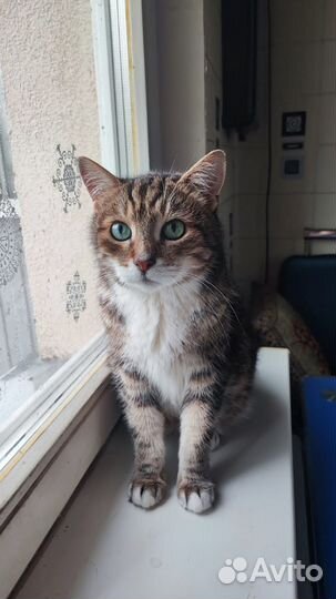 Кот в хорошие руки