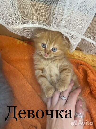 Британские котята