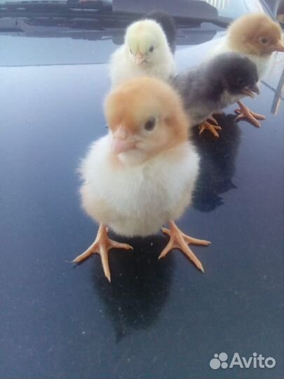 Цыплята для Домашнего содержания