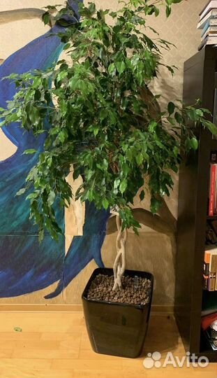 Фикус бенджамина даниель