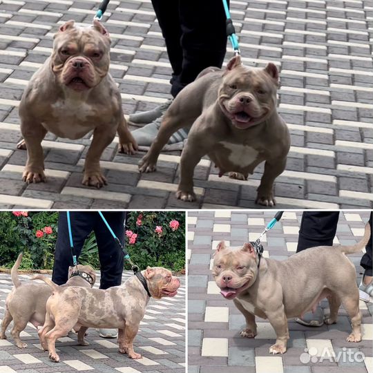 Американский булли micro малышка