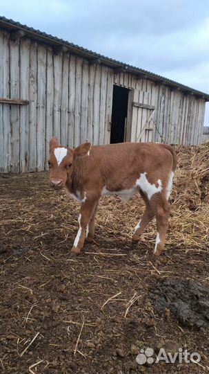 Телята бычки, поросята