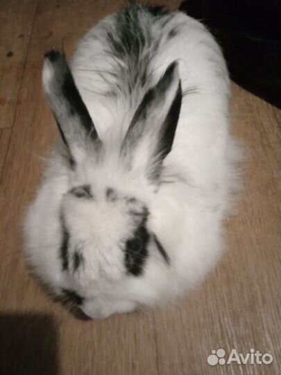 Декоративный кролик