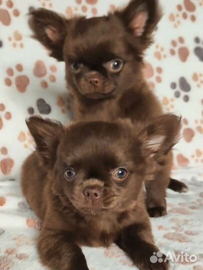 Чихуахуа Медвежата