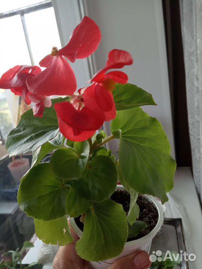 Бегония вечноцветущая
