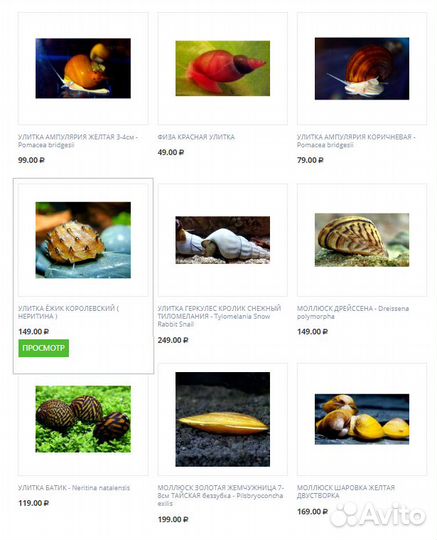 Аквариумные улитки в Магазине ассортимент