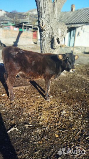 Телята бычки