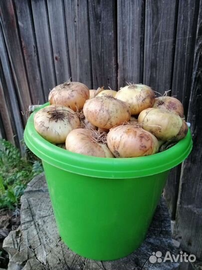 Лук даниловский