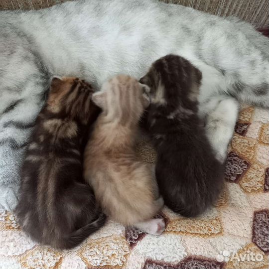 Шотландские вислоухие котята