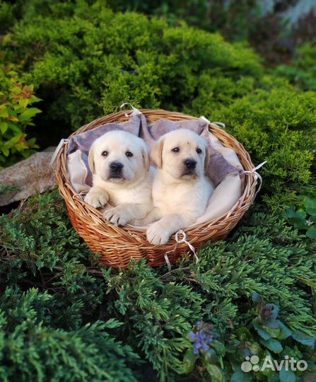 Щенки лабрадора