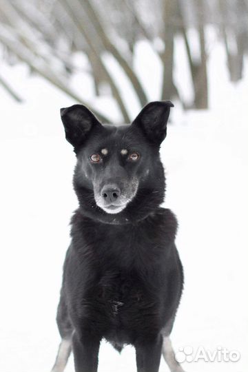 Собака в добрые руки Ласка ищет дом