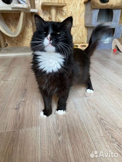 Кошка в добрые руки