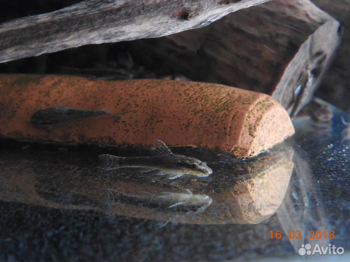 Отоцинклюс негрос (Otocinclus negros)