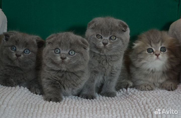 Вислоухие голубые котята