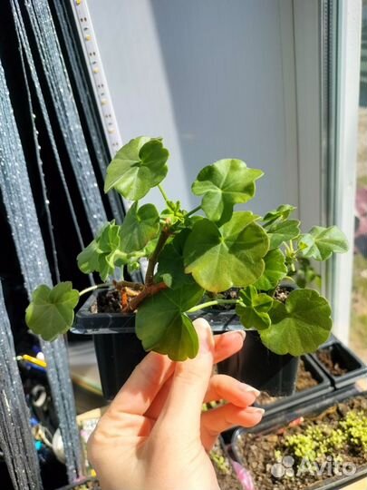 Пеларгония герань