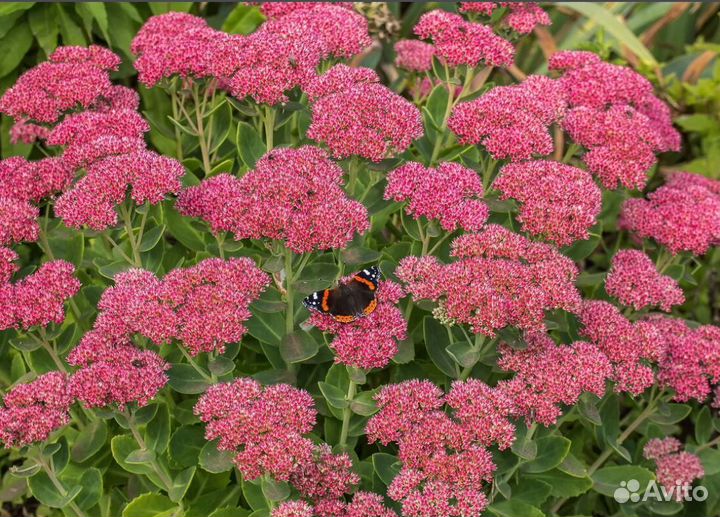 Растения для сада