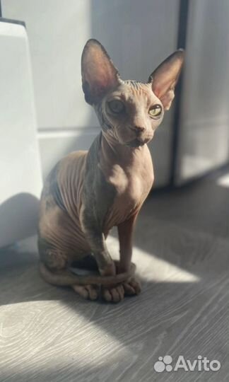 Канадский сфинкс котята