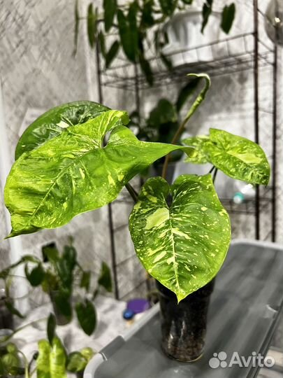 Комнатные растения