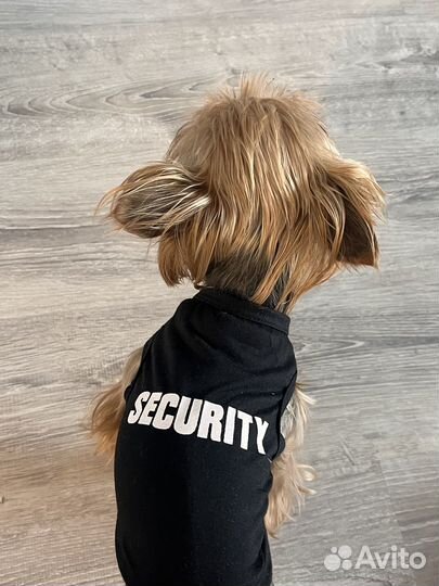 Одежда для собак мелких пород