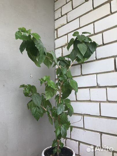 Гибискус китайская роза