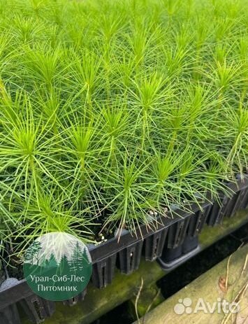 Сеянцы зкс Сосна окс Ель Лиственница Горная