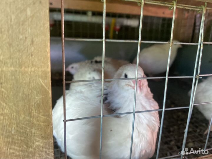 Перепела техасцы