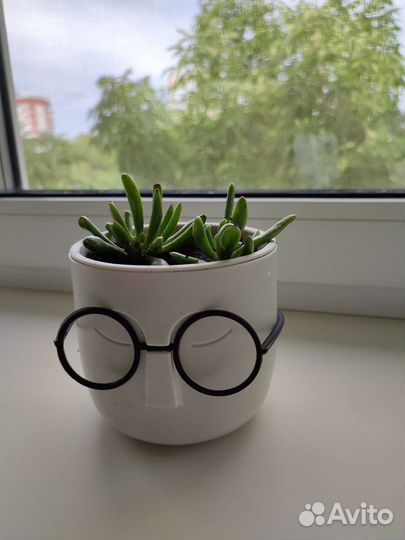 Крассула хоббит