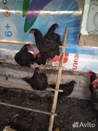 Петухи, птица