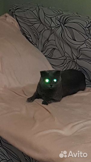 Шотландский кот на вязку