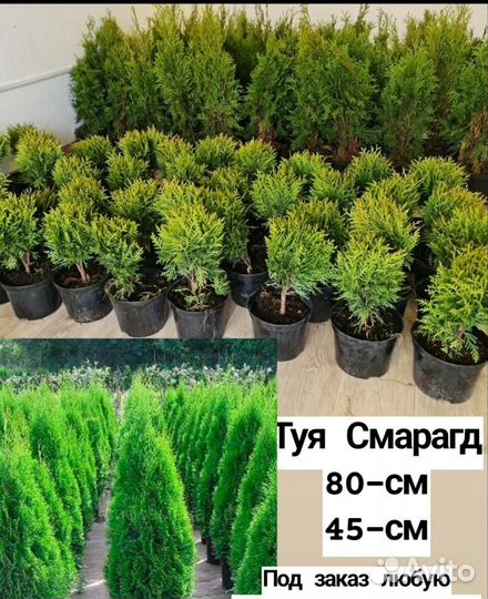 Туи пирамида смарагд премиум