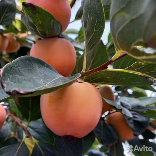 Саженцы Хурмы Гора Говерла почта/самовывоз