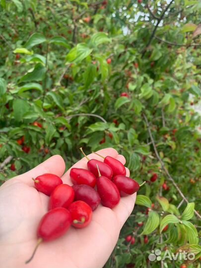 Кизил ягода