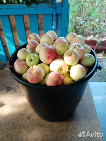 Яблоки дачные абориген