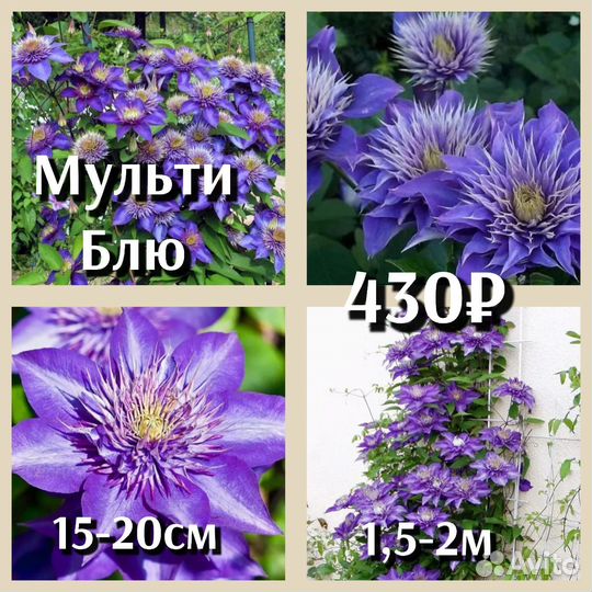 Клематис махровый