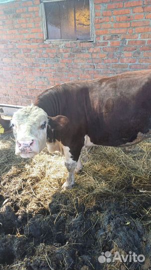 Быки на мясо. 235 живым весом