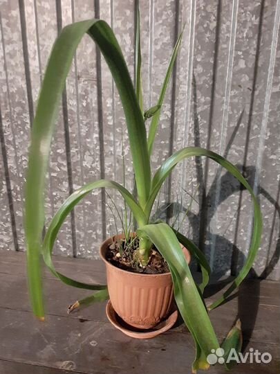 Комнатные растения лекарственные