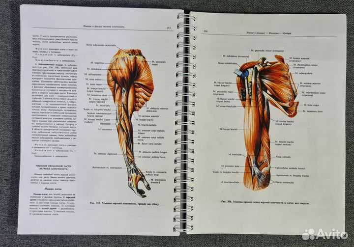 Атлас анатомии человека Синельников. Том Первый