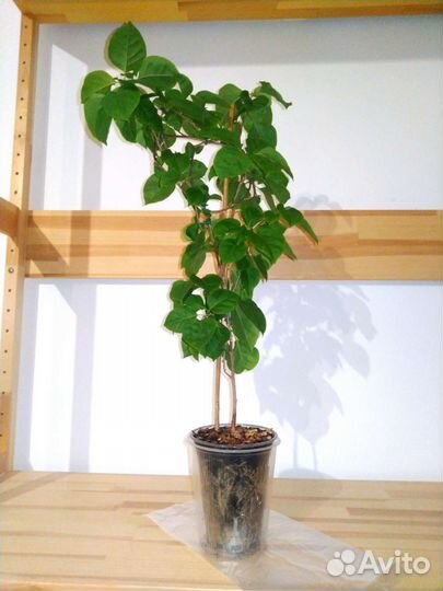 Бугенвиллия seafoam