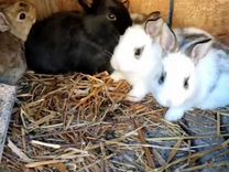 Кролики крольчата мясо кролика