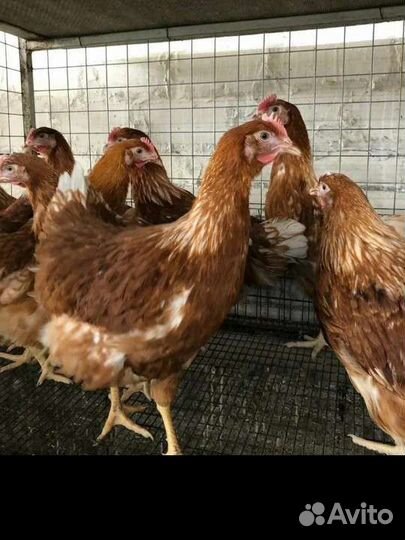 Куры молодки
