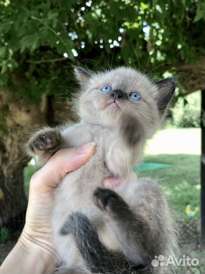 Отдам в добрые руки котят