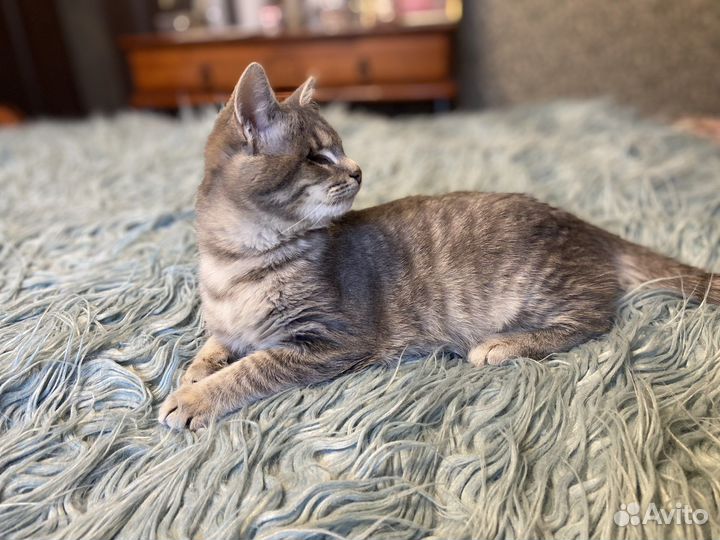 Котята ищут дом