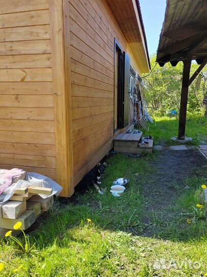 Найдена собака