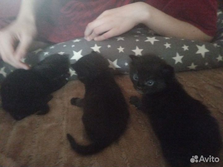 Домашние животные бесплатно кошки